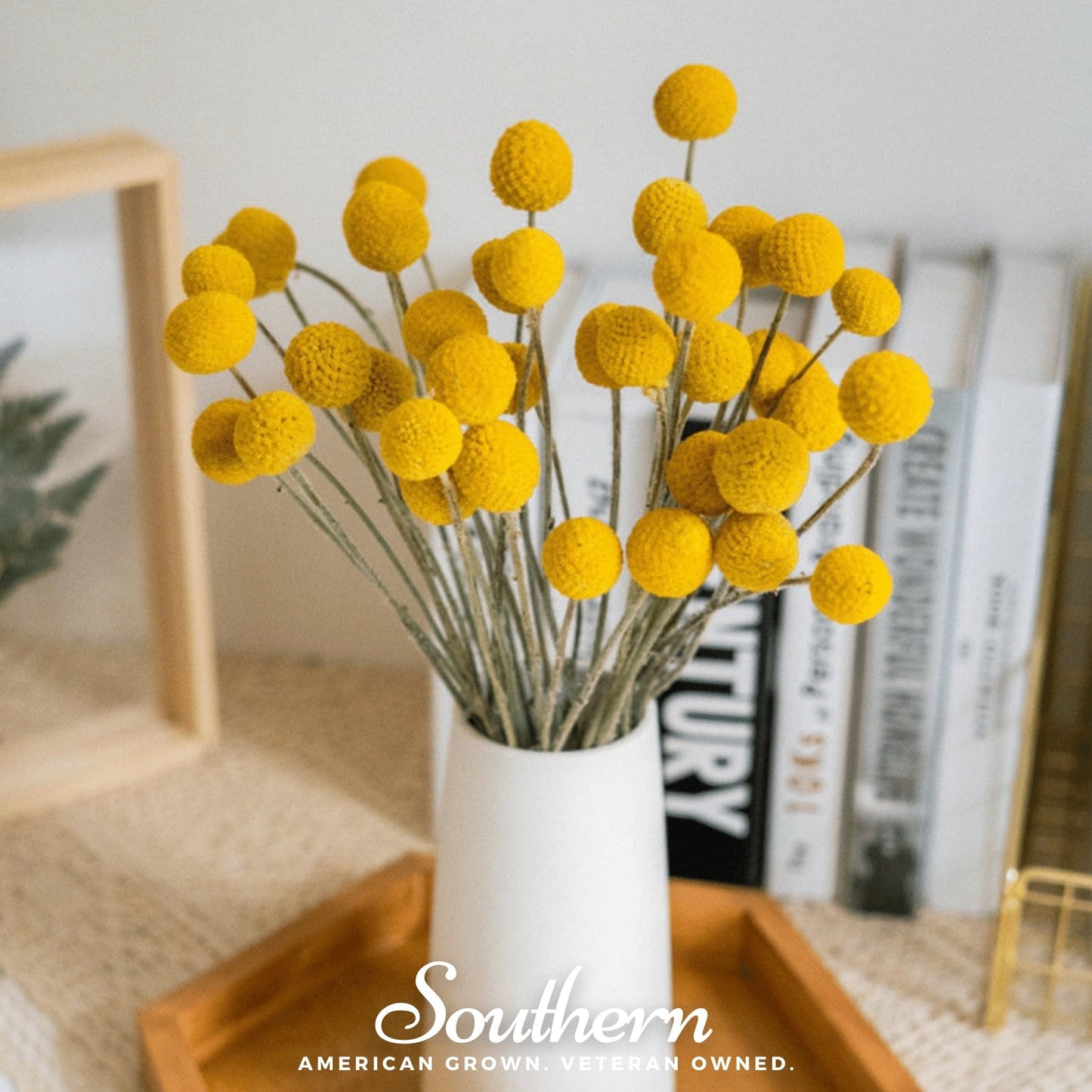 Billy Buttons (Drumsticks) – 50 Seeds