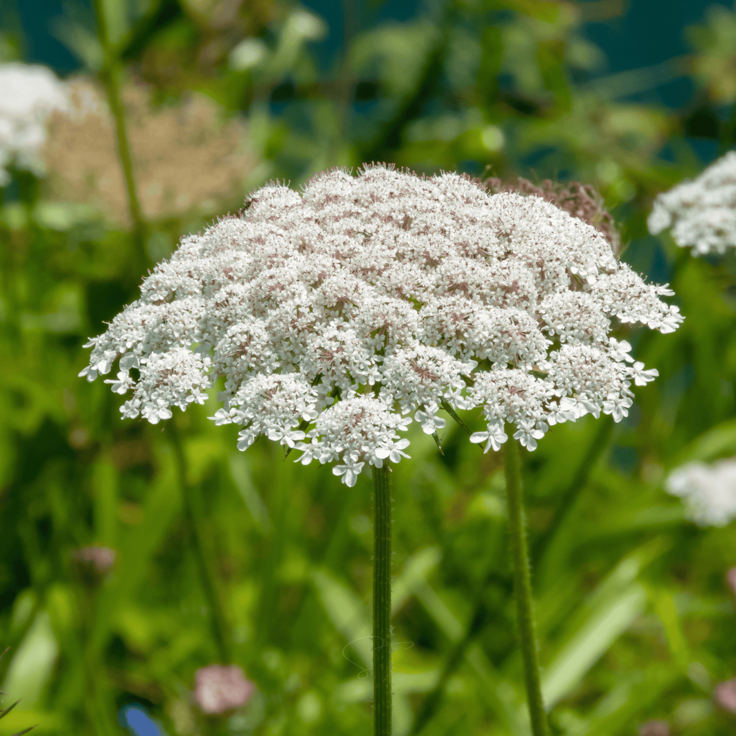 Bishop’s Flower (Wild Carrot) – 500 Seeds