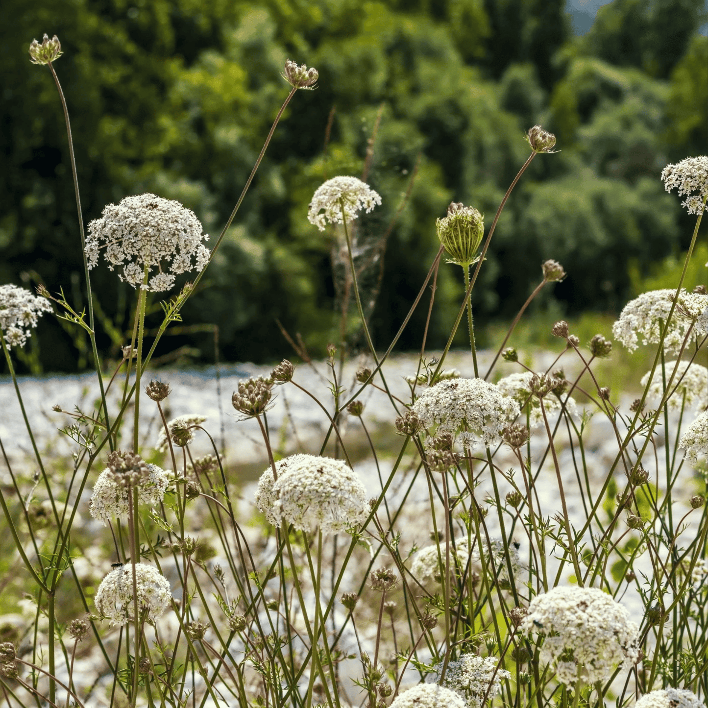 Bishop’s Flower (Wild Carrot) – 500 Seeds