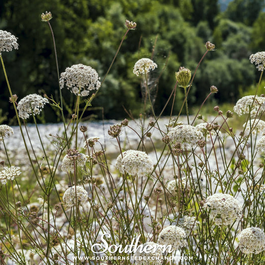Bishop’s Flower (Wild Carrot) – 500 Seeds