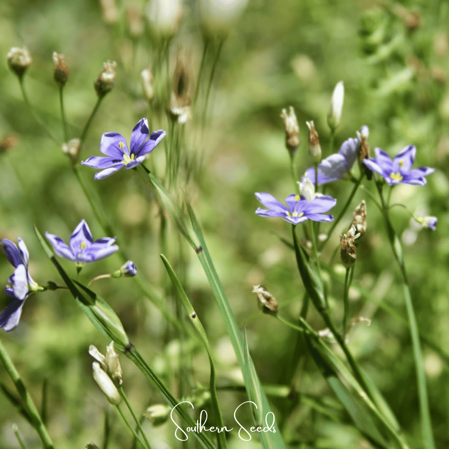 Blue Eyed Stout Grass – 50 Seeds