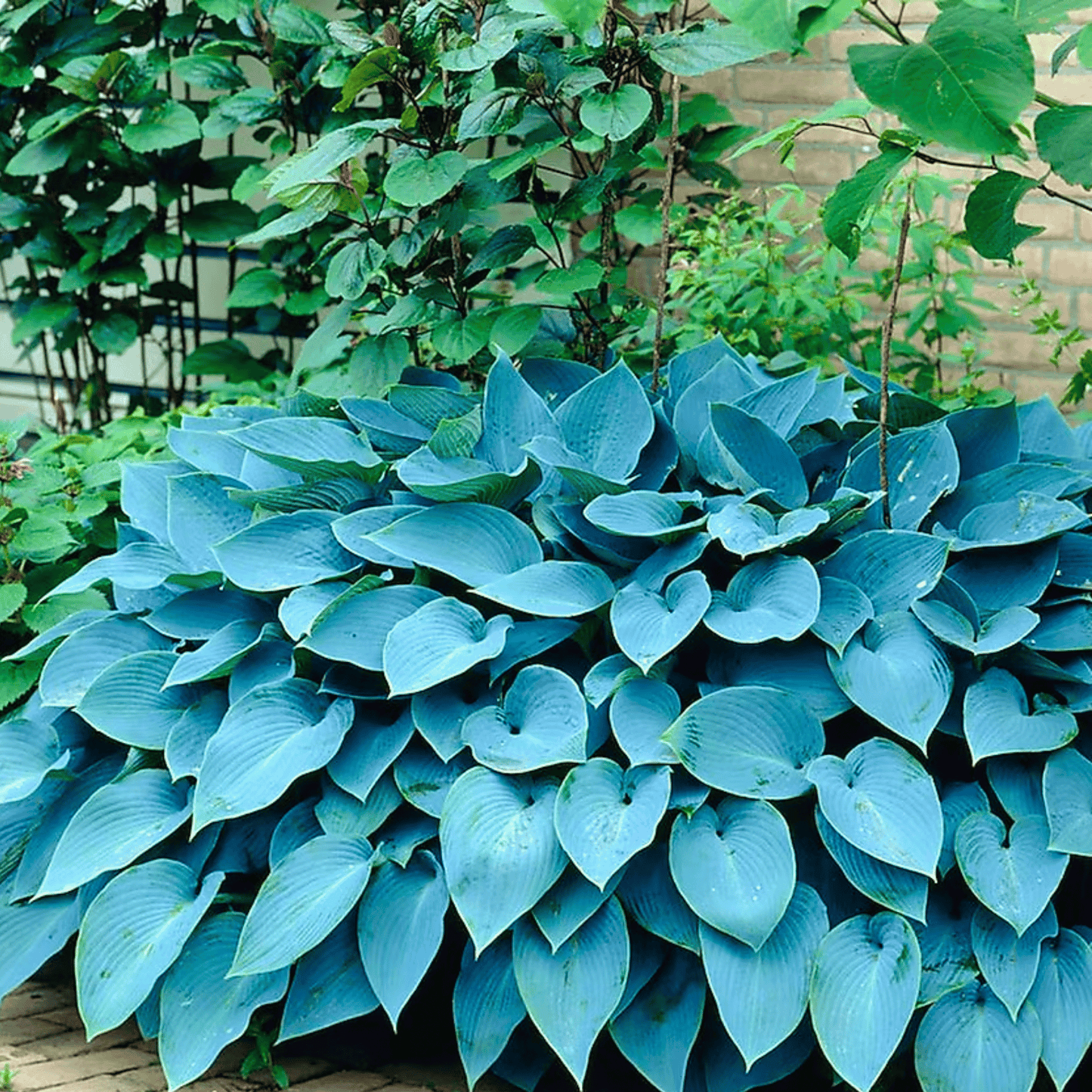 Blue Hosta – 25 Seeds