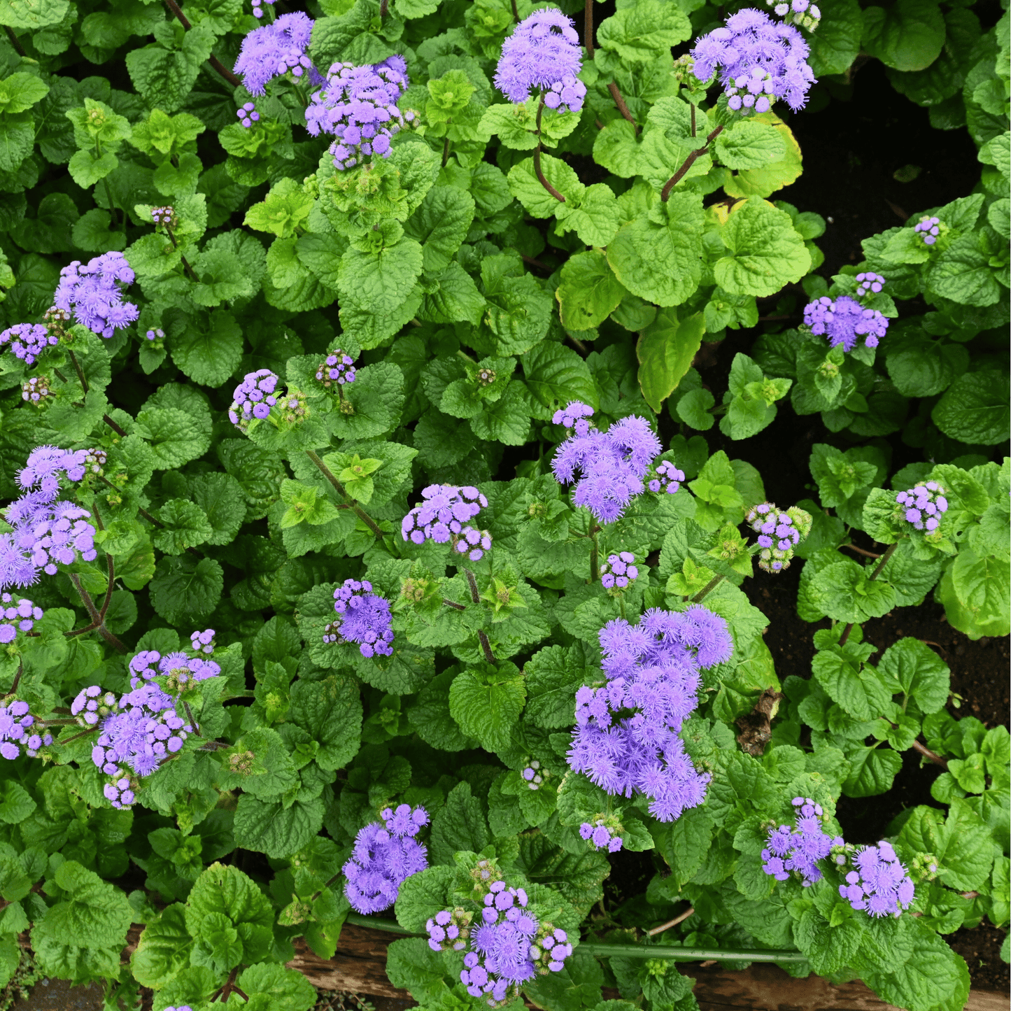 Blue Mink Dwarf Ageratum – 100 Seeds