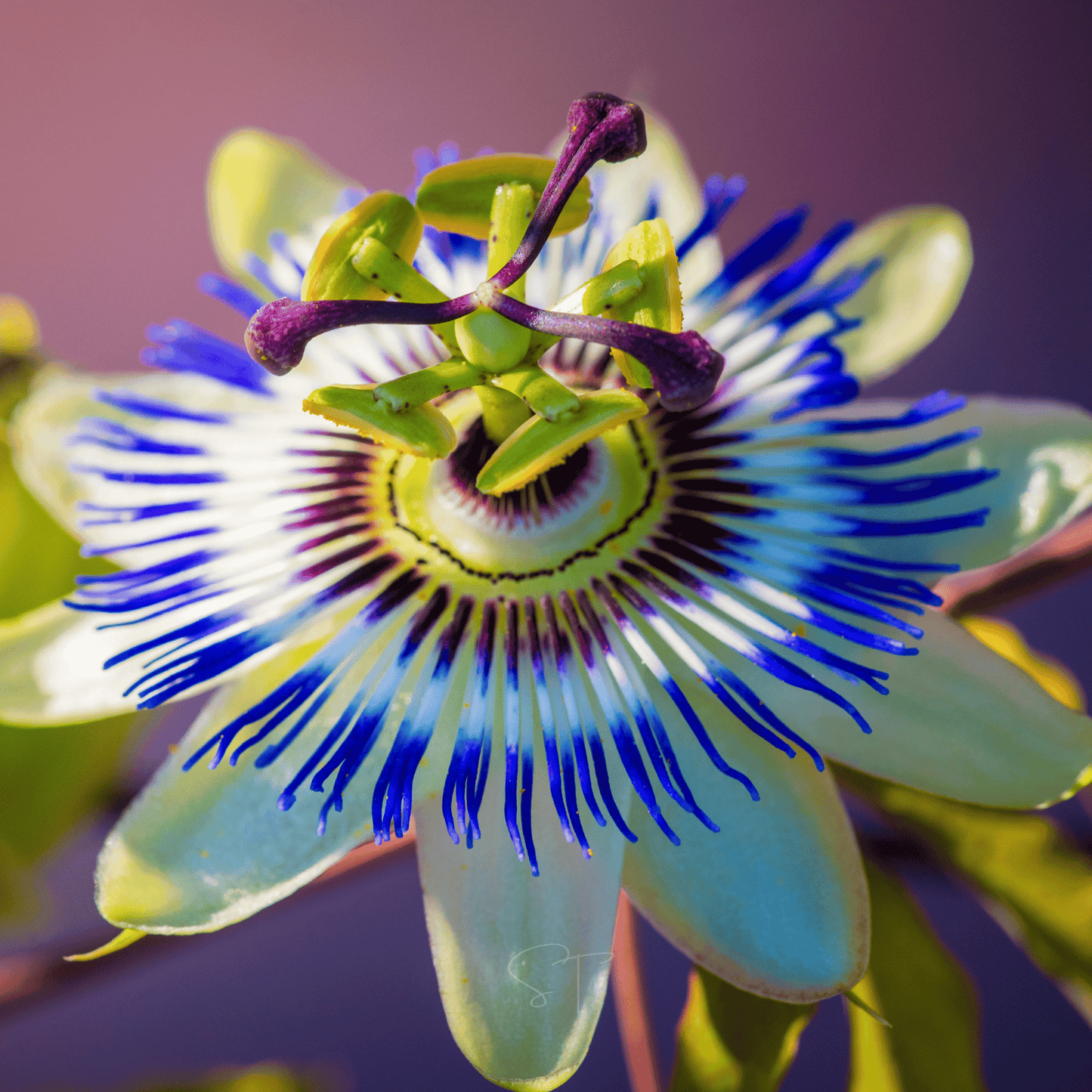Blue Passionflower – 20 Seeds