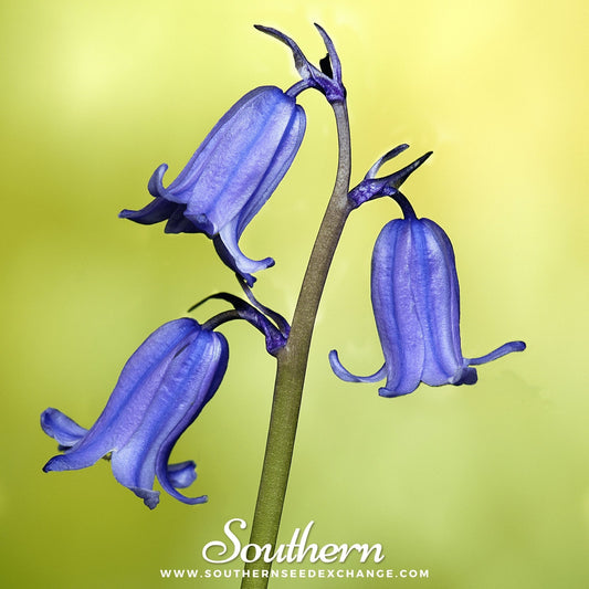 California Bluebell – 500 Seeds