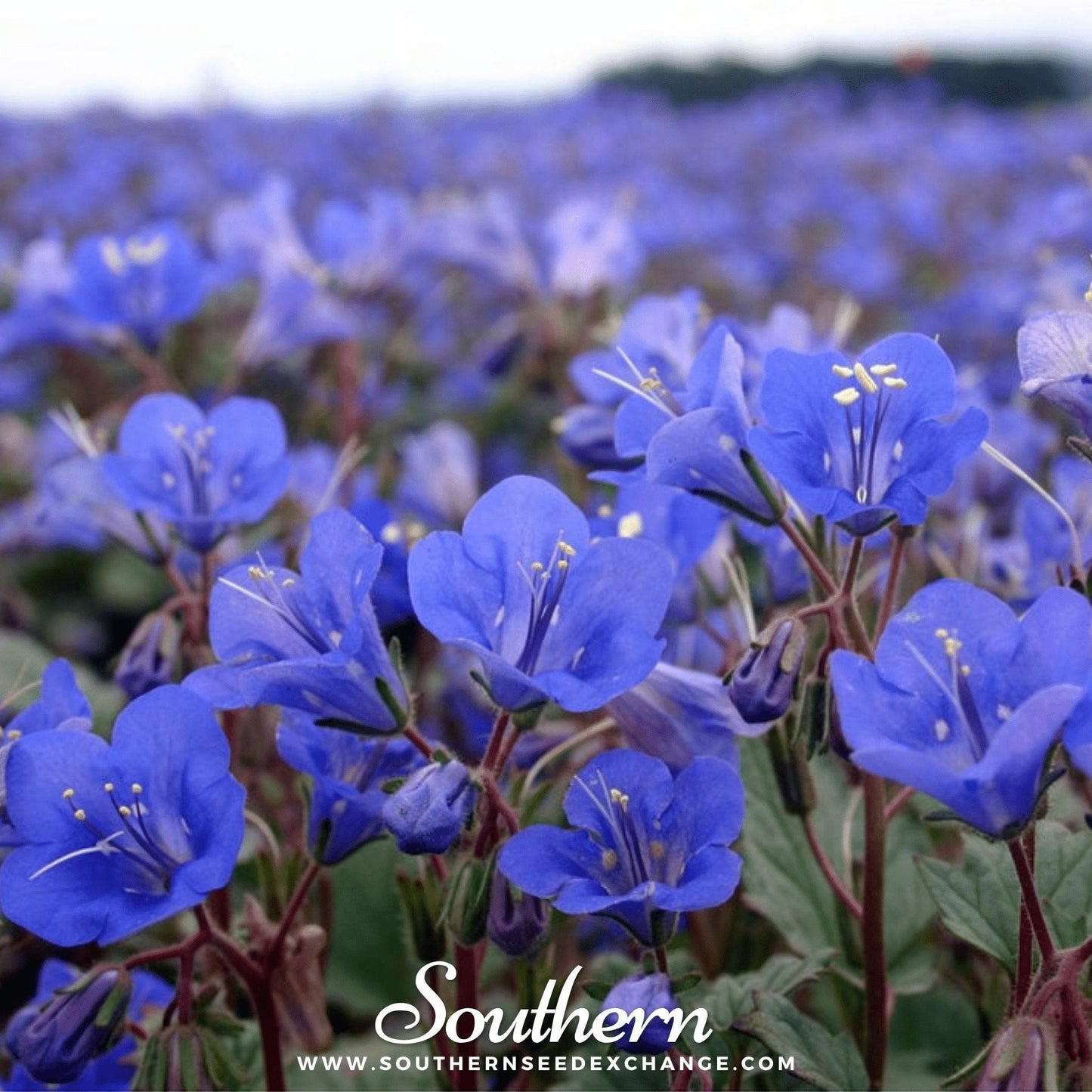 California Bluebell – 500 Seeds