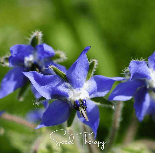 Blue Borage – 100 Seeds