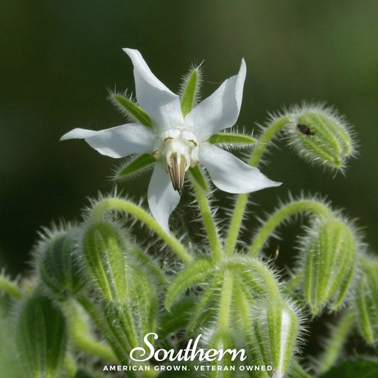 White Borage – 50 Seeds