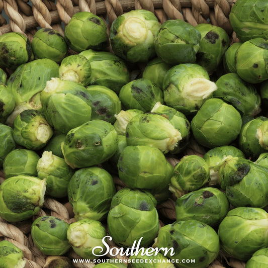 Catskill Brussels Sprouts – 250 Seeds