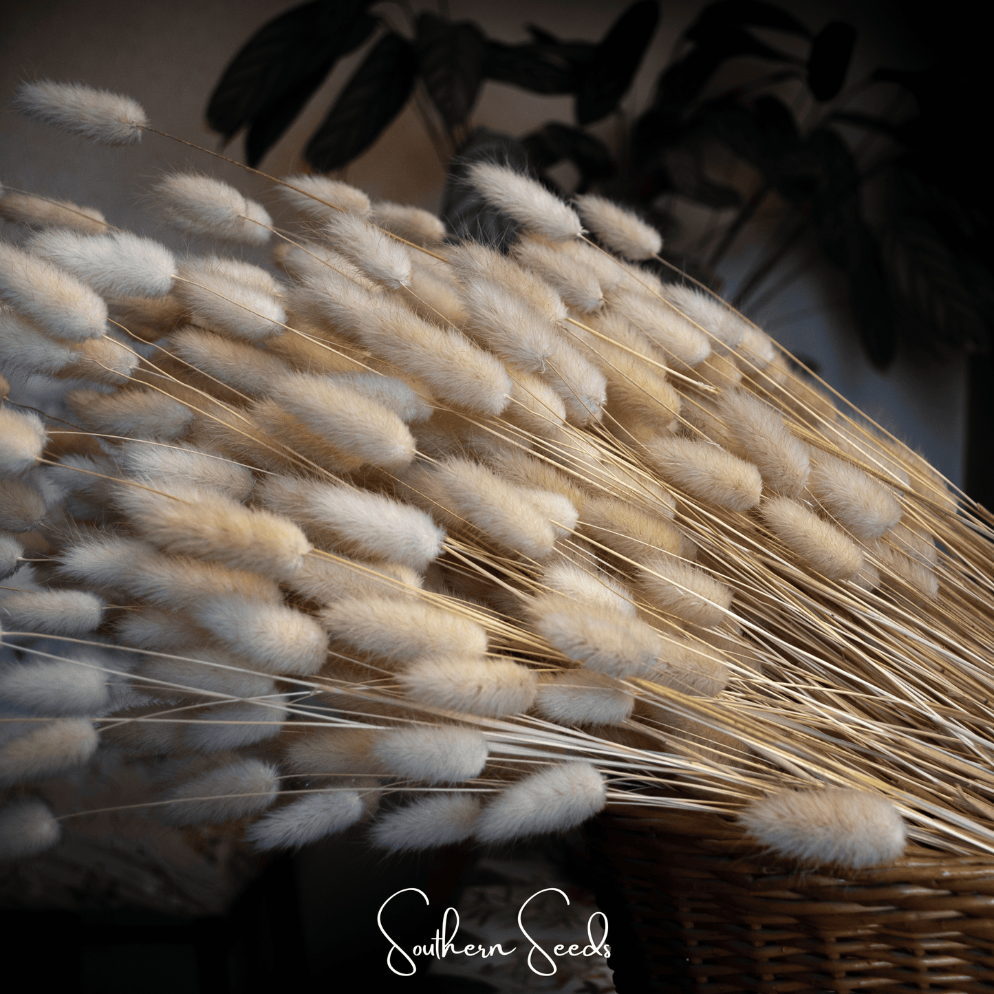 Bunny Tails – 50 Seeds