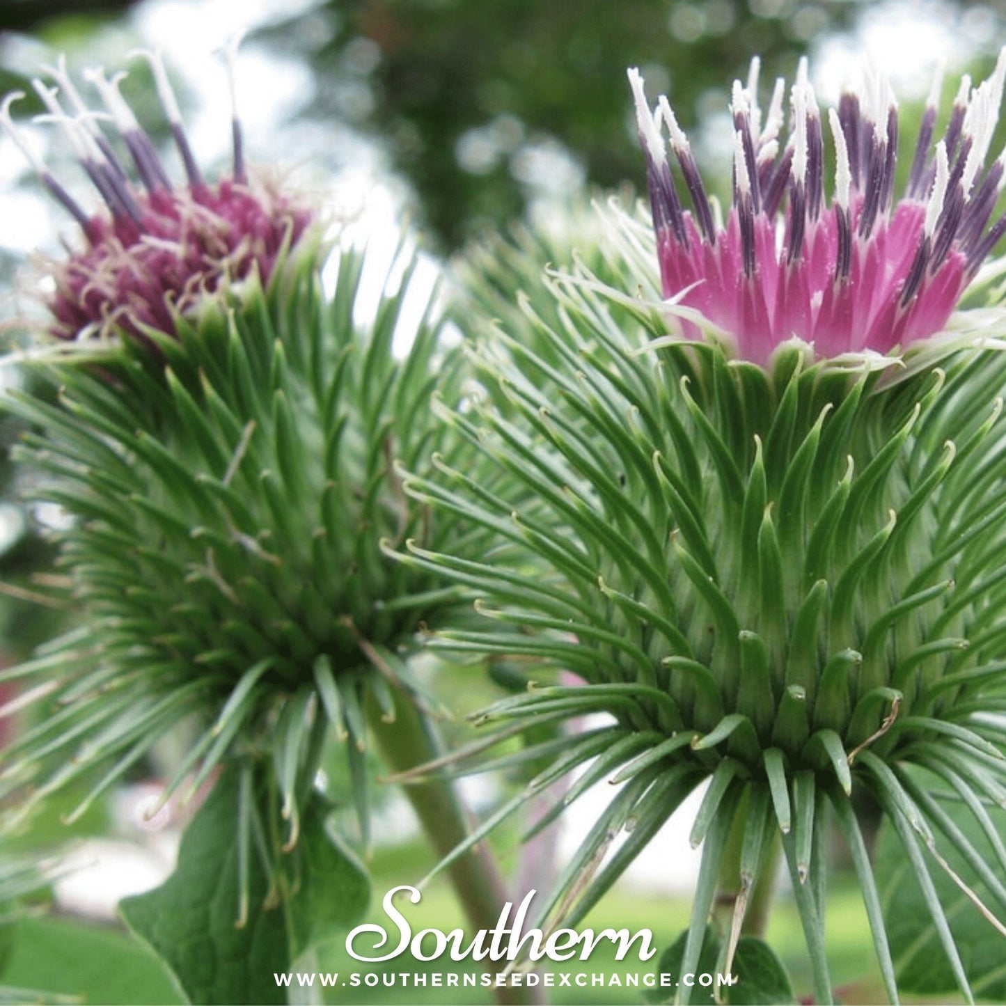 Burdock – 50 Seeds