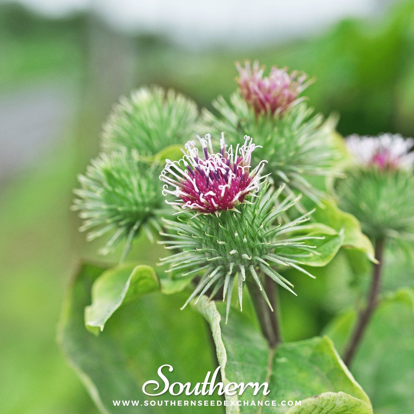 Burdock – 50 Seeds