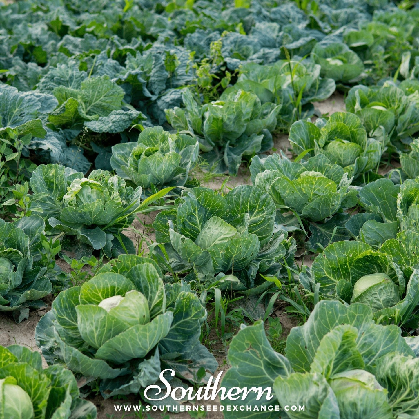 Brunswick Cabbage – 100 Seeds