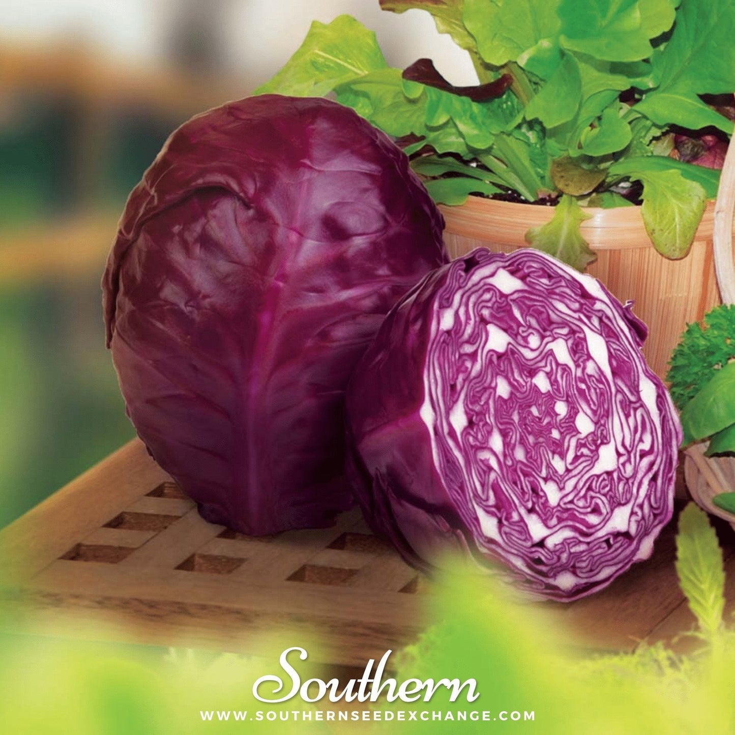Red Acre Cabbage – 100 Seeds