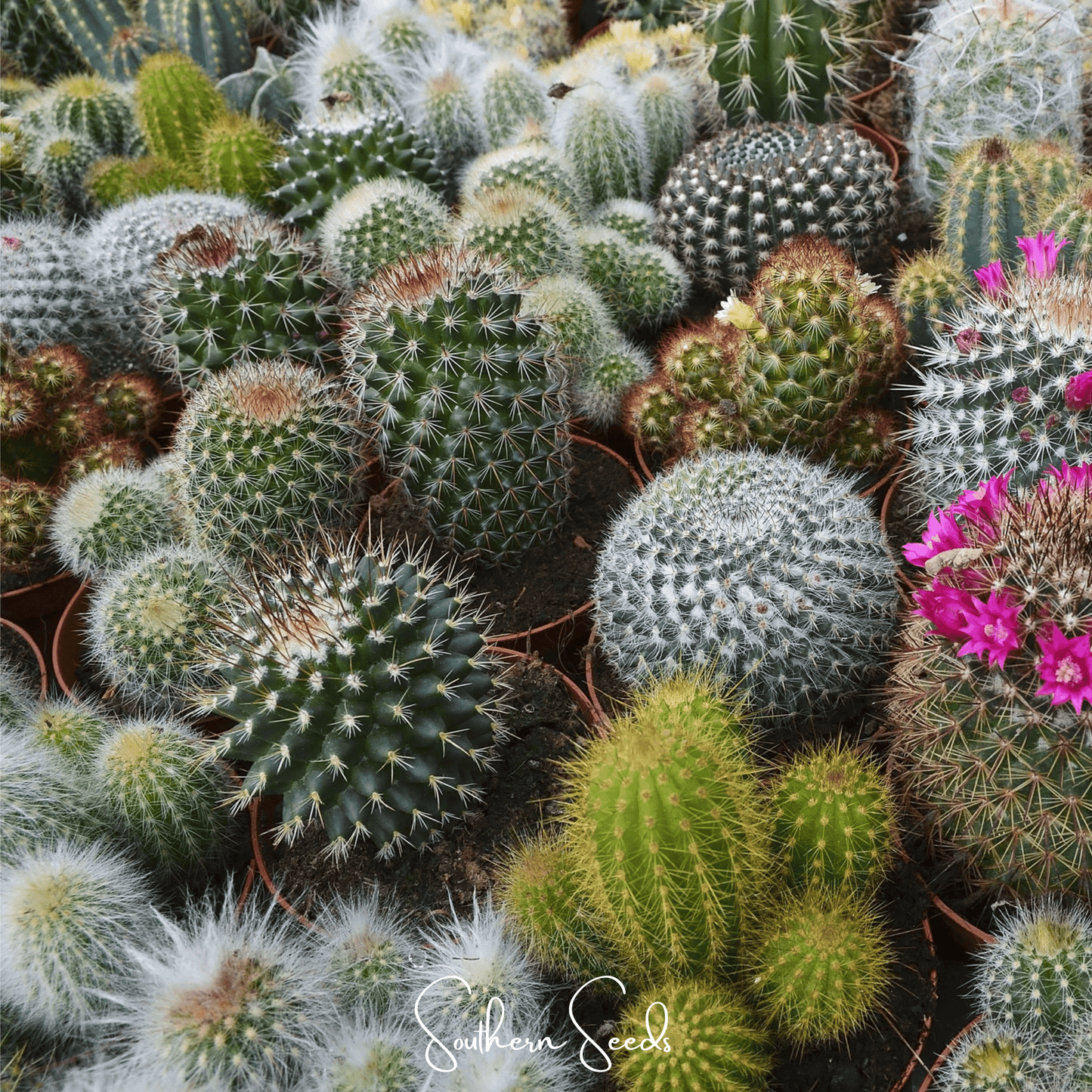 Cactus Mix – 30 Seeds