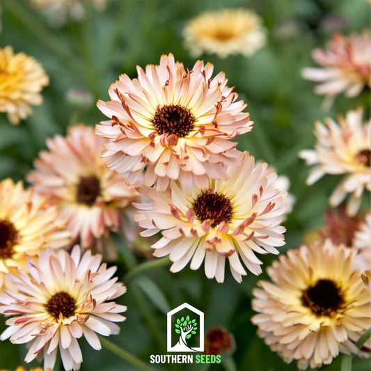 Sunset Buff Calendula – 50 Seeds