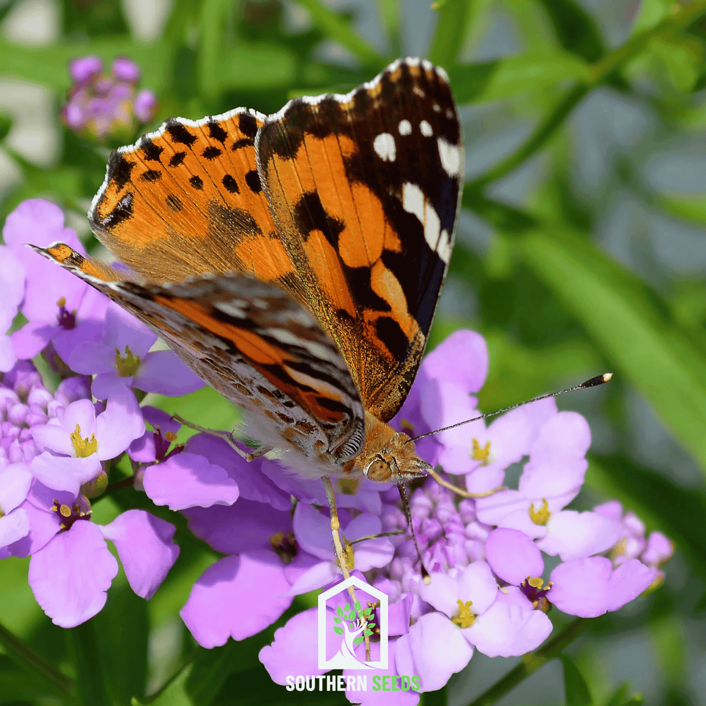Candytuft Mix – 100 Seeds