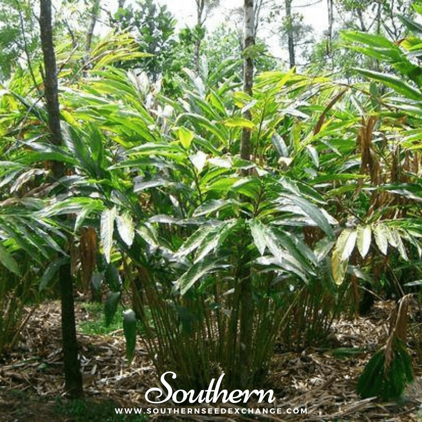 Black Cardamom – 10 Seeds