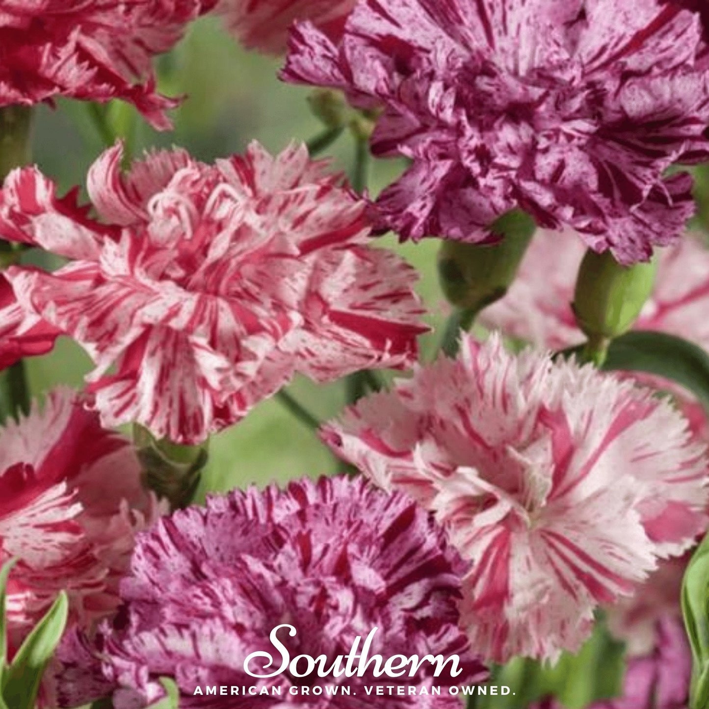 Chabaud Picotee Carnation Mix – 25 Seeds