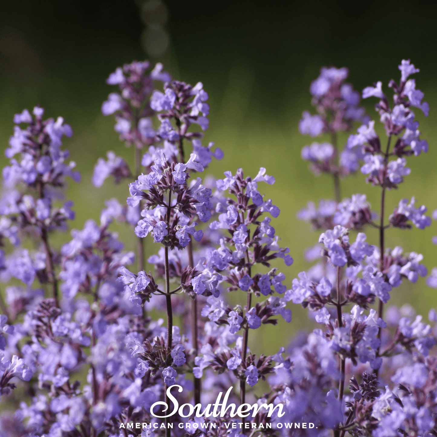 Lemon Catnip – 250 Seeds