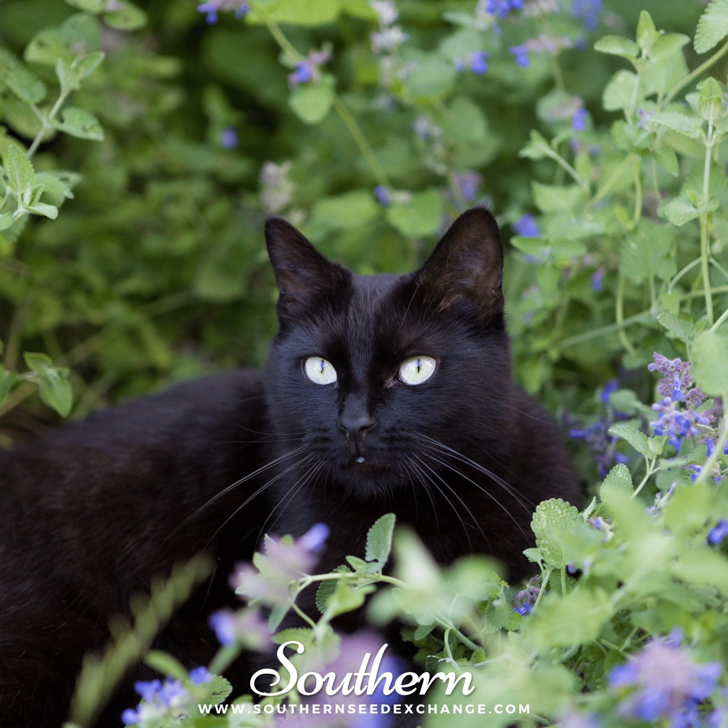 Catnip – 250 Seeds