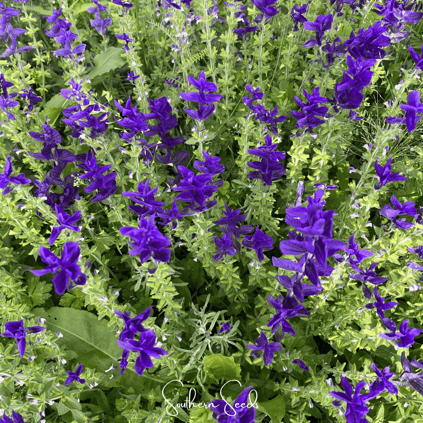 Blue Monday Clary Sage – 50 Seeds