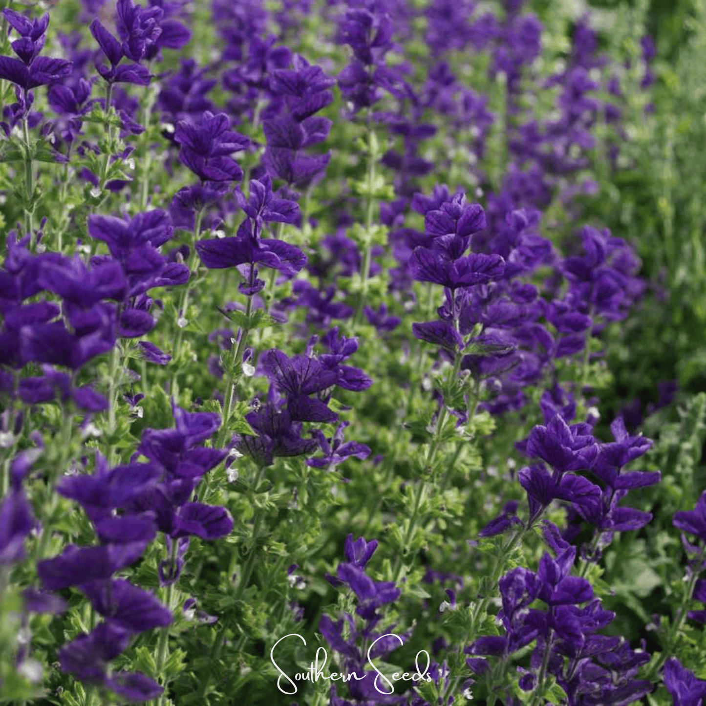 Blue Monday Clary Sage – 50 Seeds