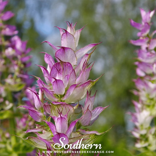 Clary Sage – 50 Seeds