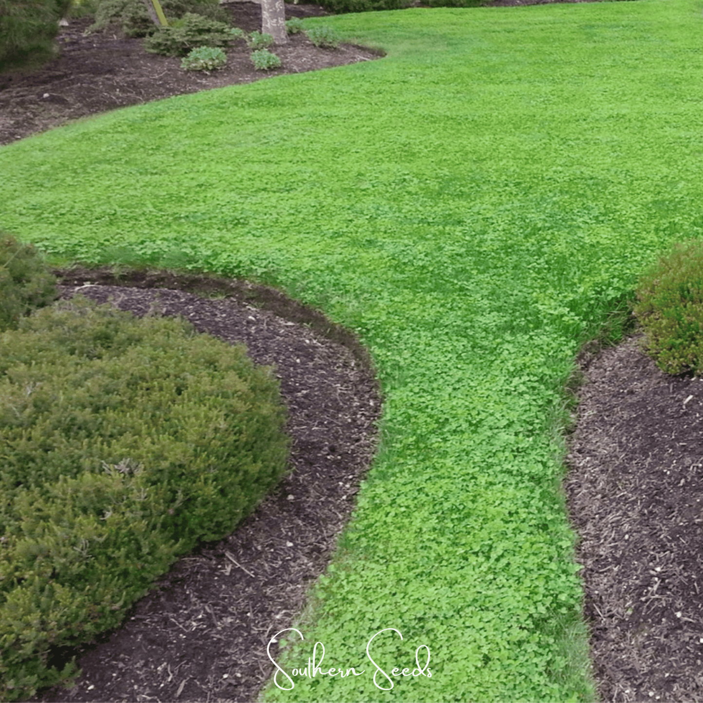 Micro Clover (Mini) – 10,000 Seeds