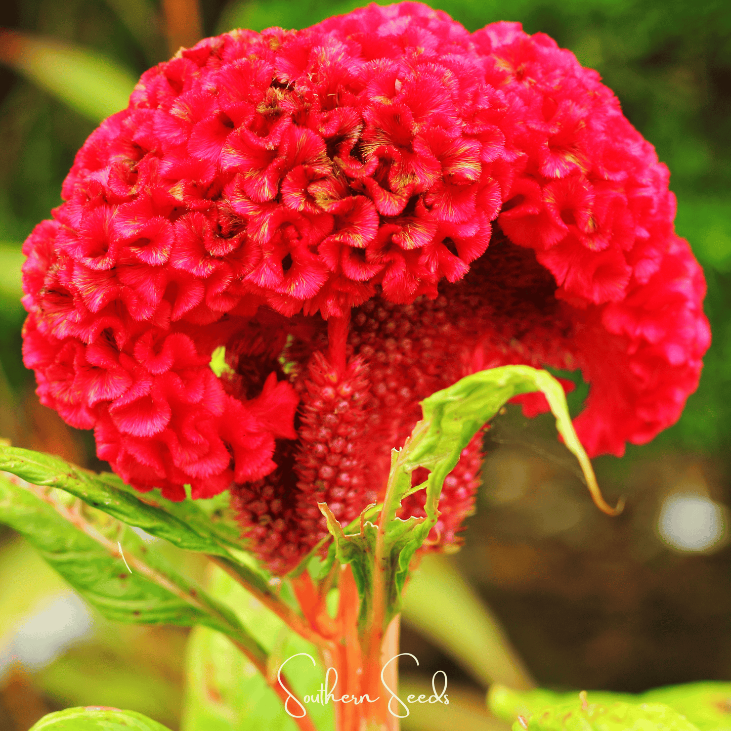 Carmine Cockscomb – 25 Seeds