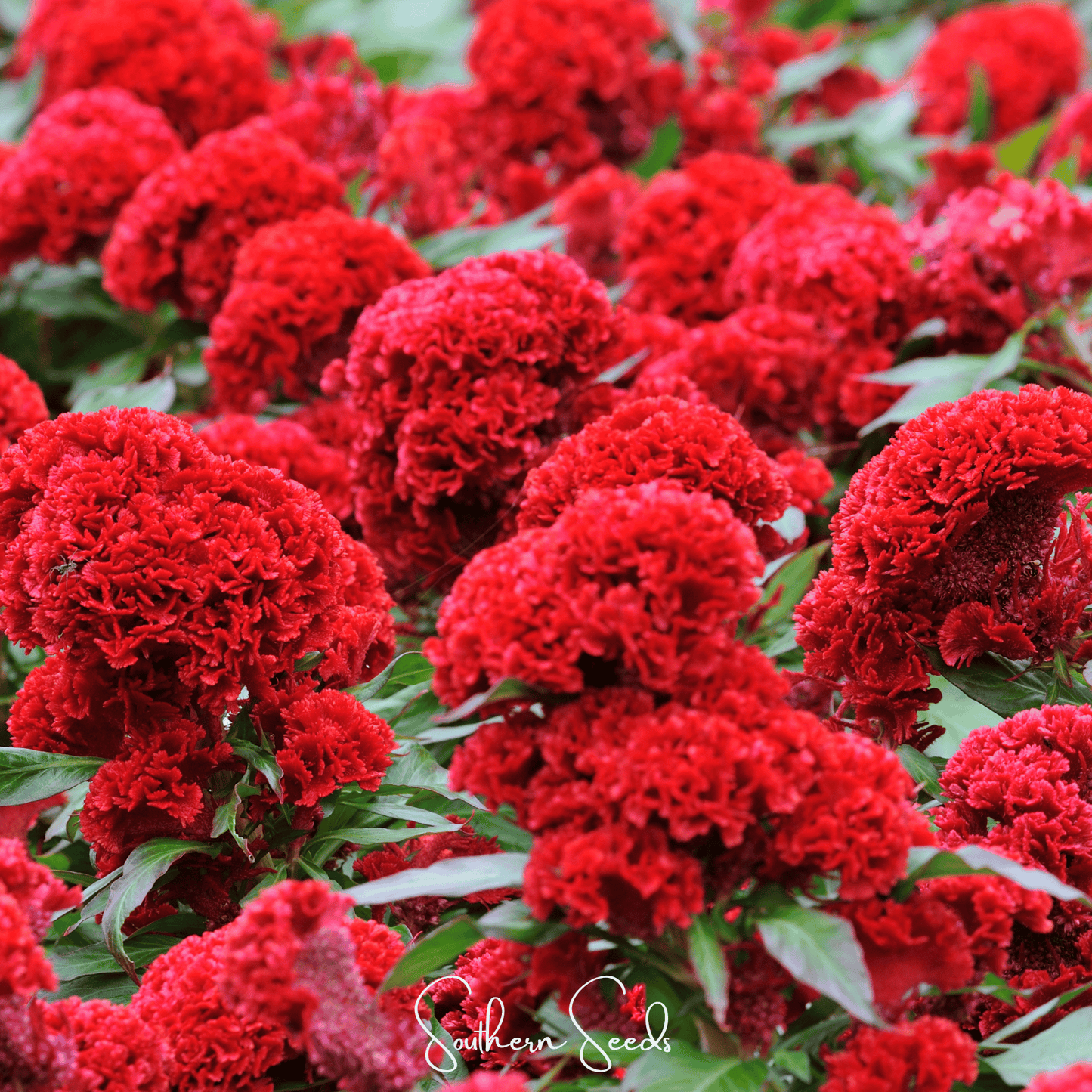 Carmine Cockscomb – 25 Seeds