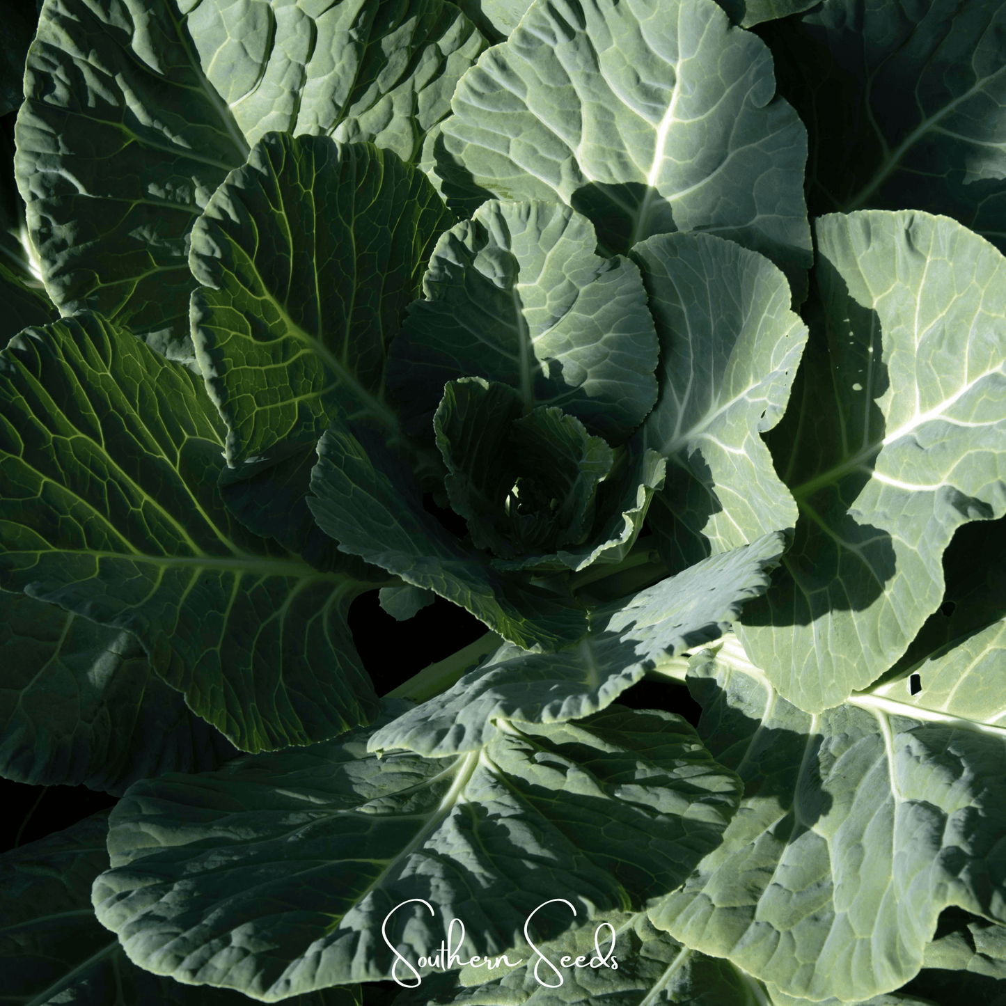 Georgia Collard Greens – 100 Seeds