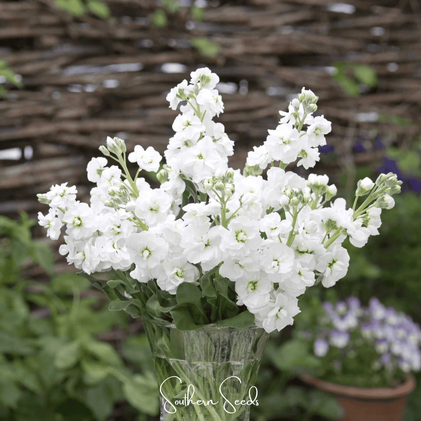 White Goddess Column Stock – 50 Seeds