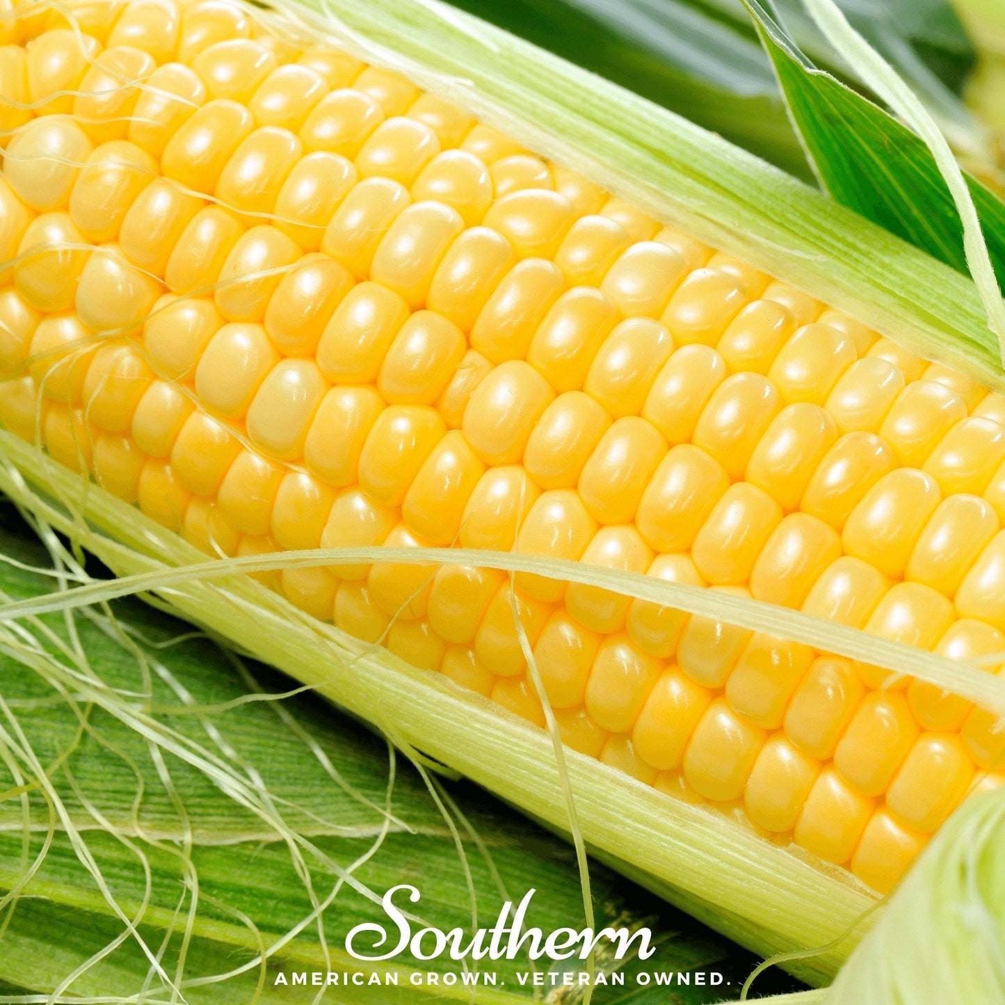 Bodacious Corn – 30 Seeds