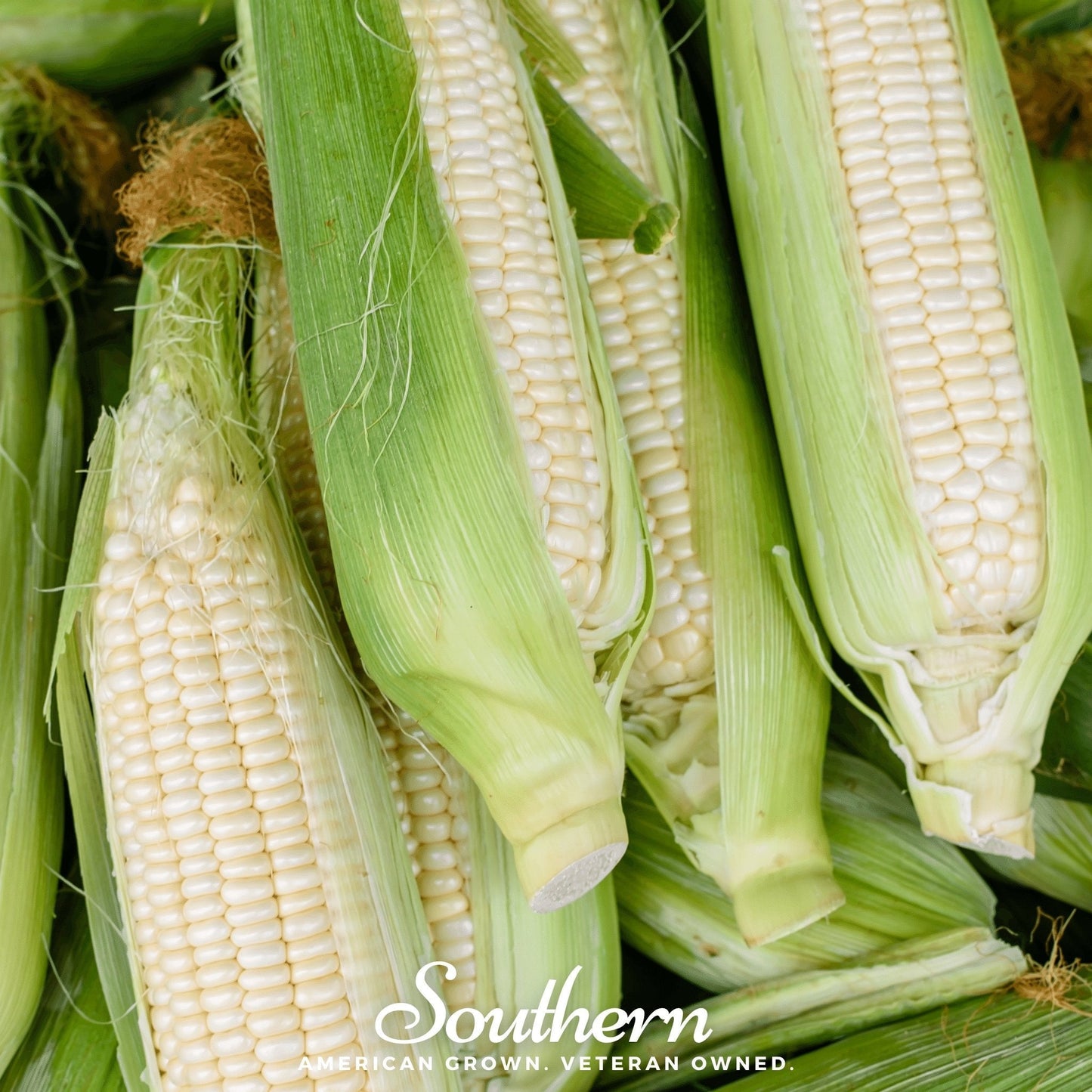 Stowells Evergreen Sweet Corn – 30 Seeds