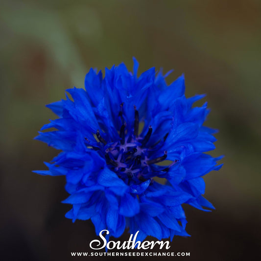Tall Blue Cornflower – 100 Seeds