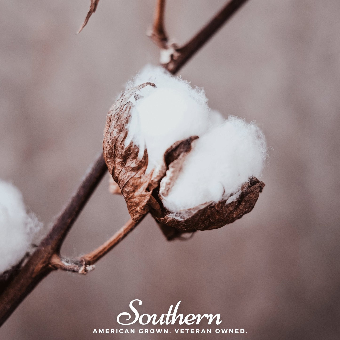 Upland Cotton – 20 Seeds