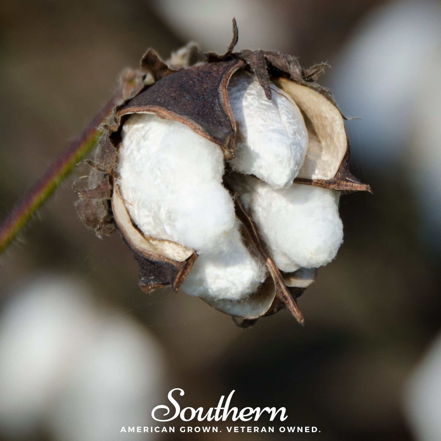 Upland Cotton – 20 Seeds