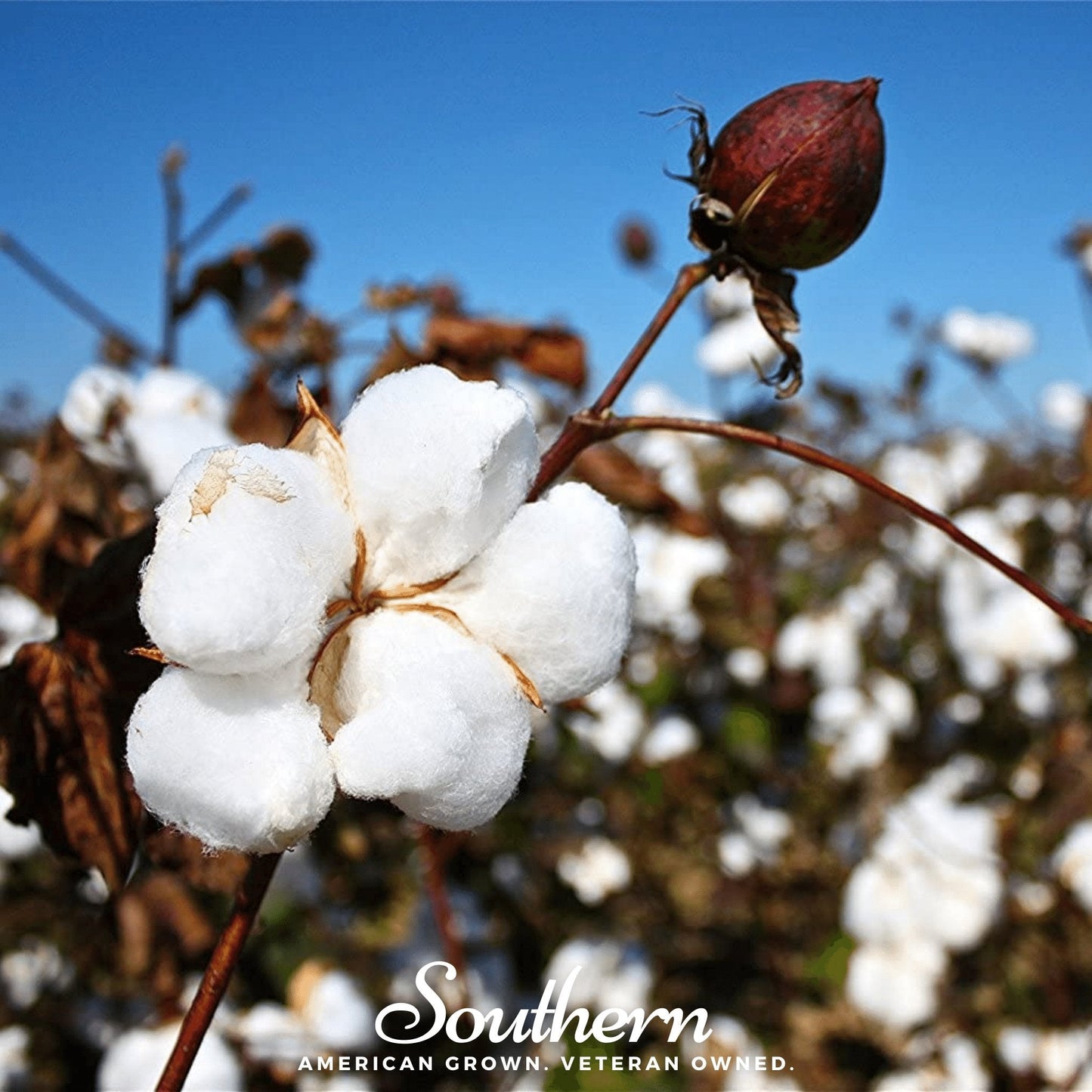Upland Cotton – 20 Seeds