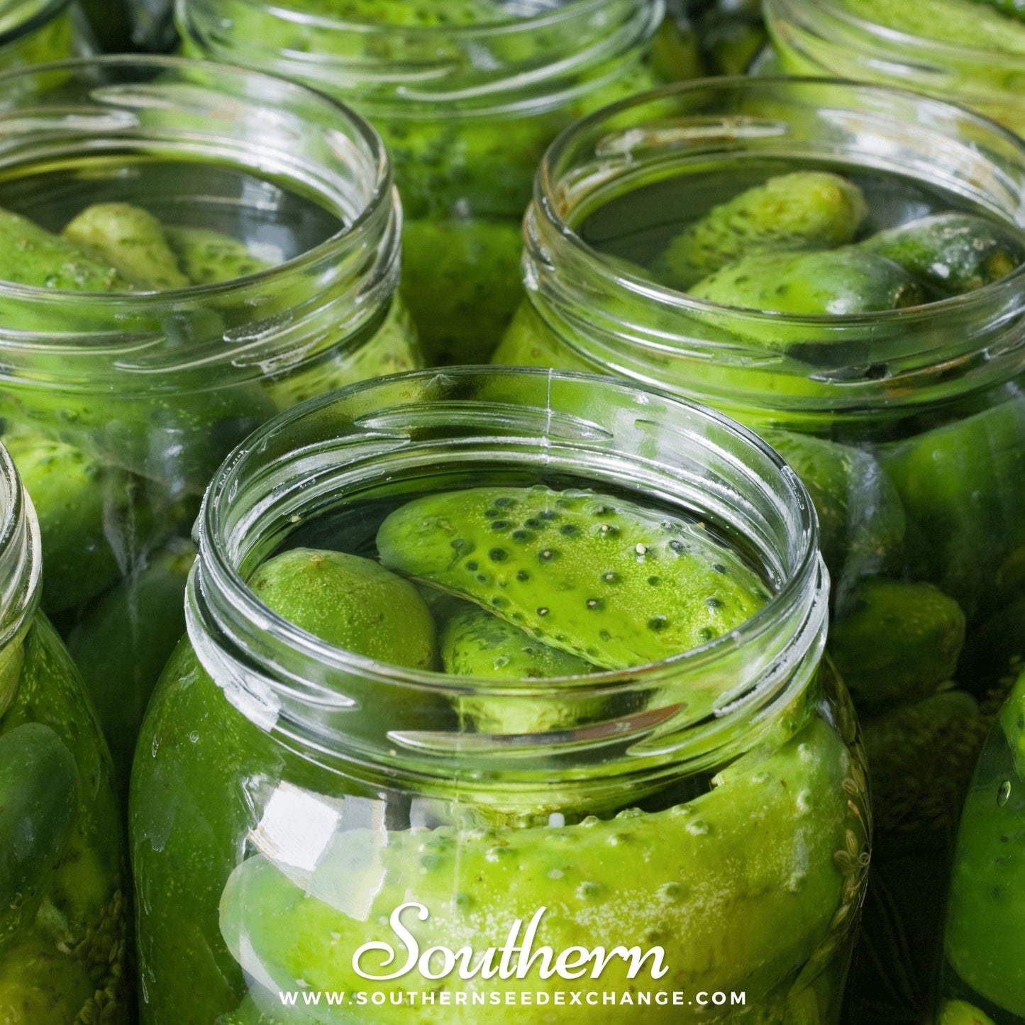 Boston Pickling Cucumber – 30 Seeds