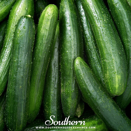Straight 8 Cucumber – 30 Seeds