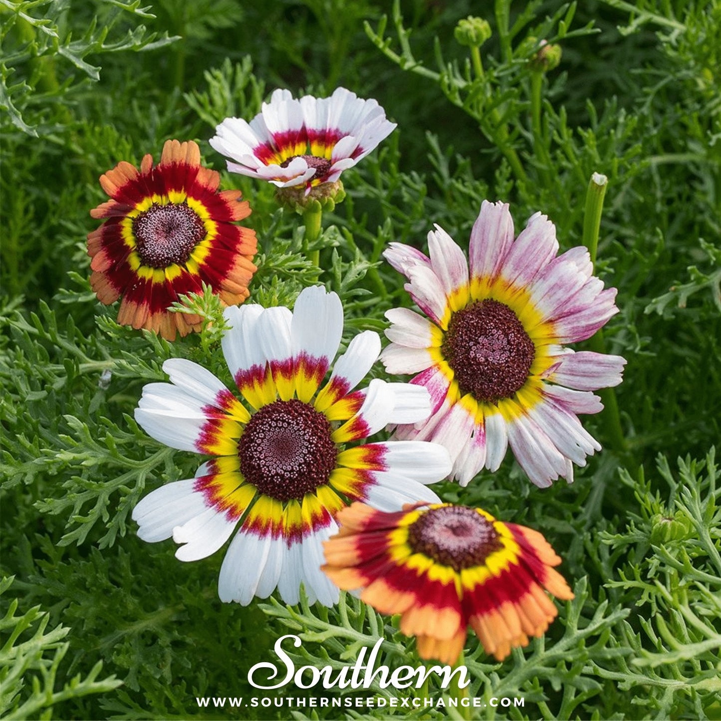 Painted Daisy – 100 Seeds