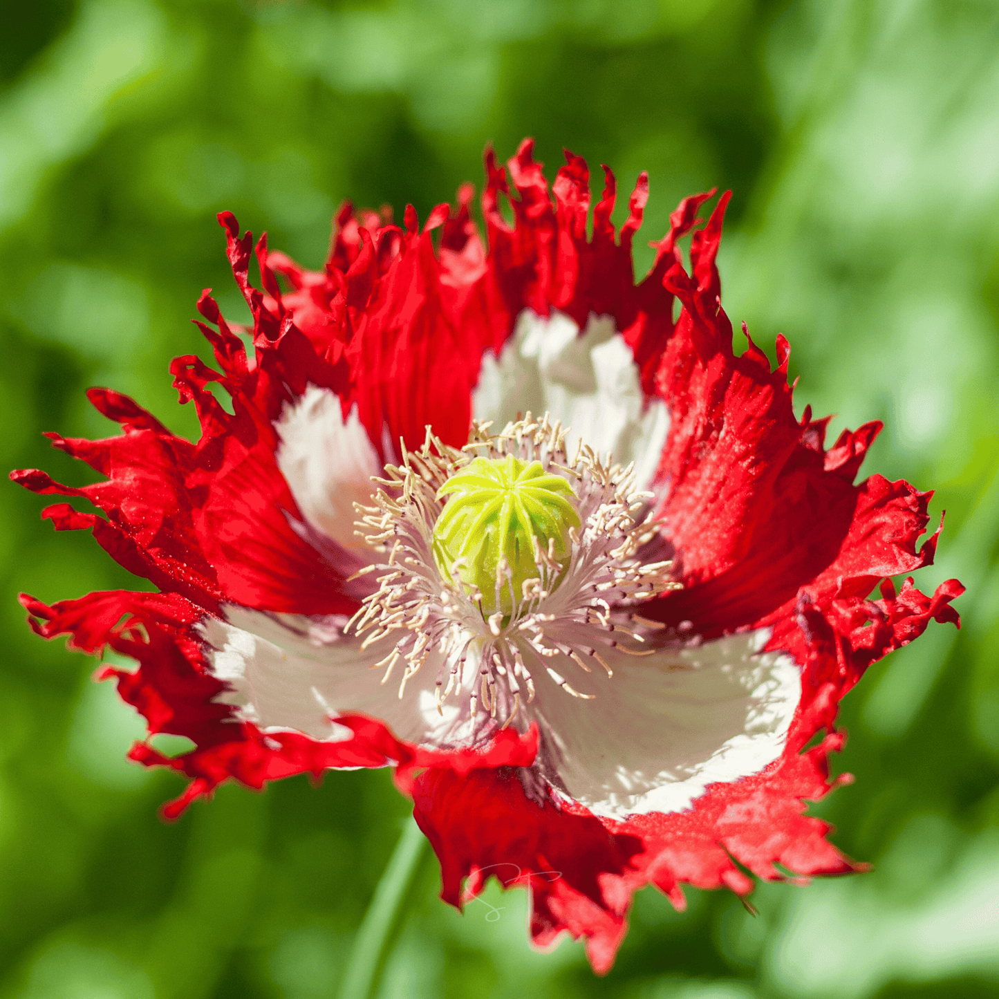 Danish Flag Poppy – 100 Seeds