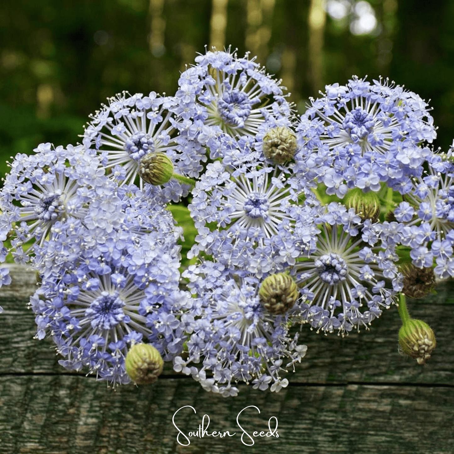 Blue Lace Flower Didiscus – 50 Seeds