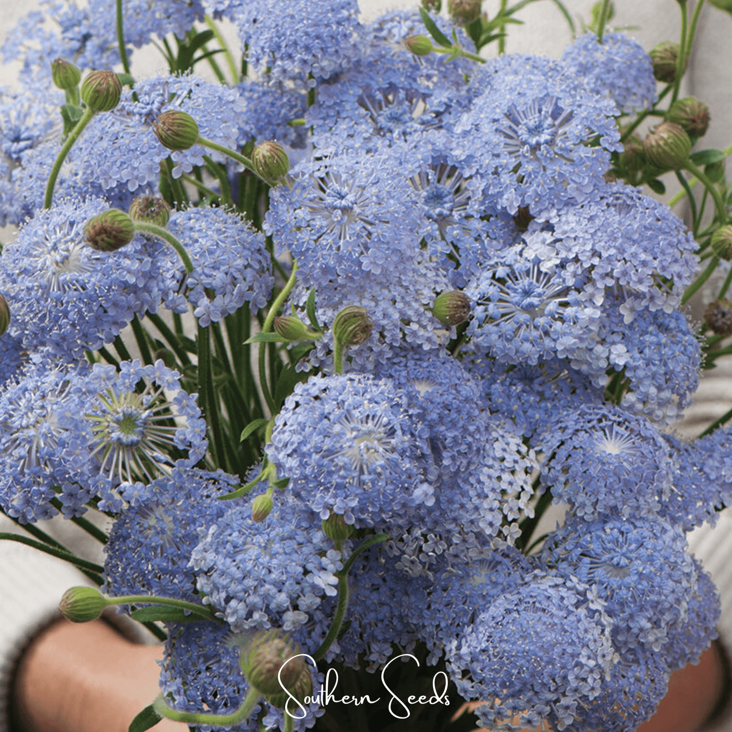 Blue Lace Flower Didiscus – 50 Seeds