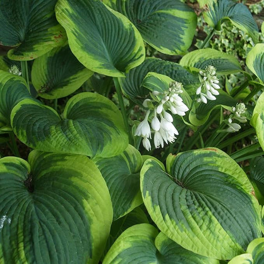 Earth Angel Hosta Seeds – Perennial Green Foliage for Shaded Gardens