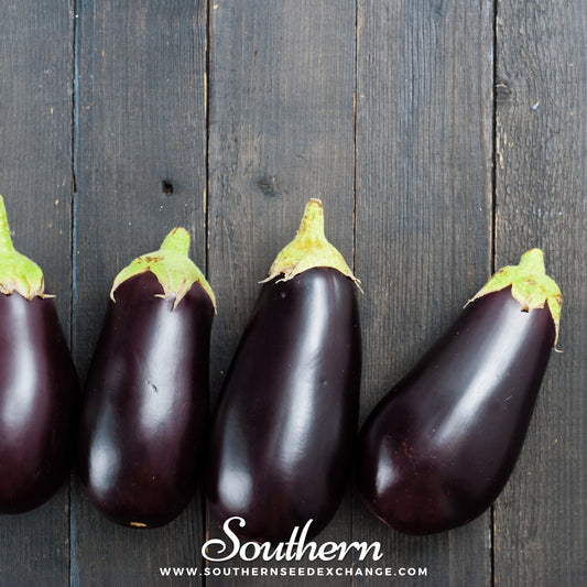 Black Beauty Eggplant – 50 Seeds