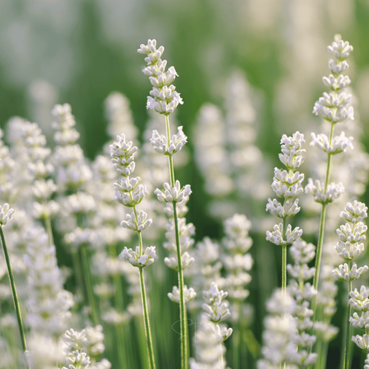 Ellagance Snow Lavender – 20 Seeds