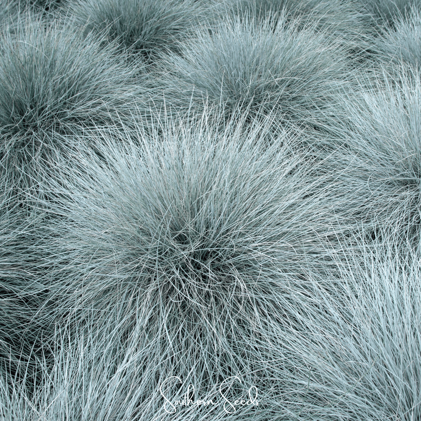 Blue Fescue – 100 Seeds