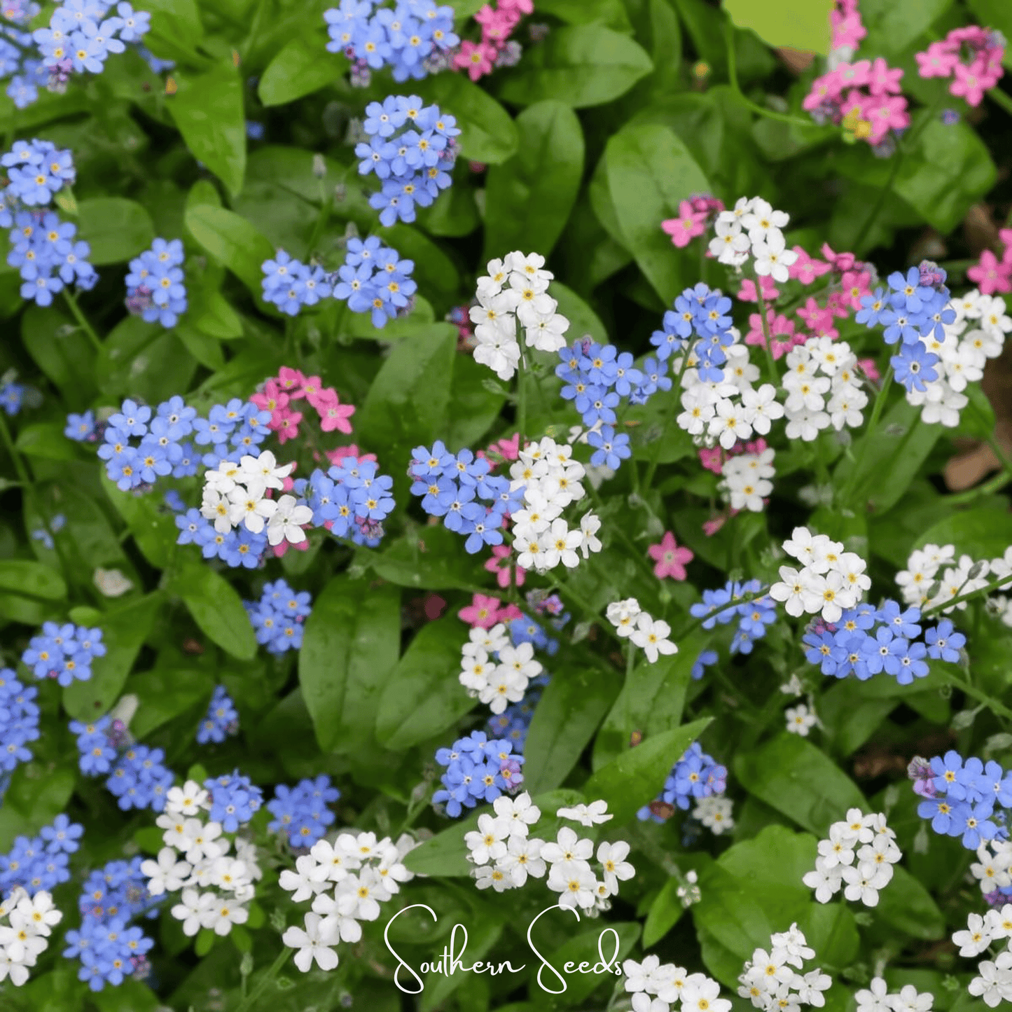 Forget Me Not Mix – 100 Seeds